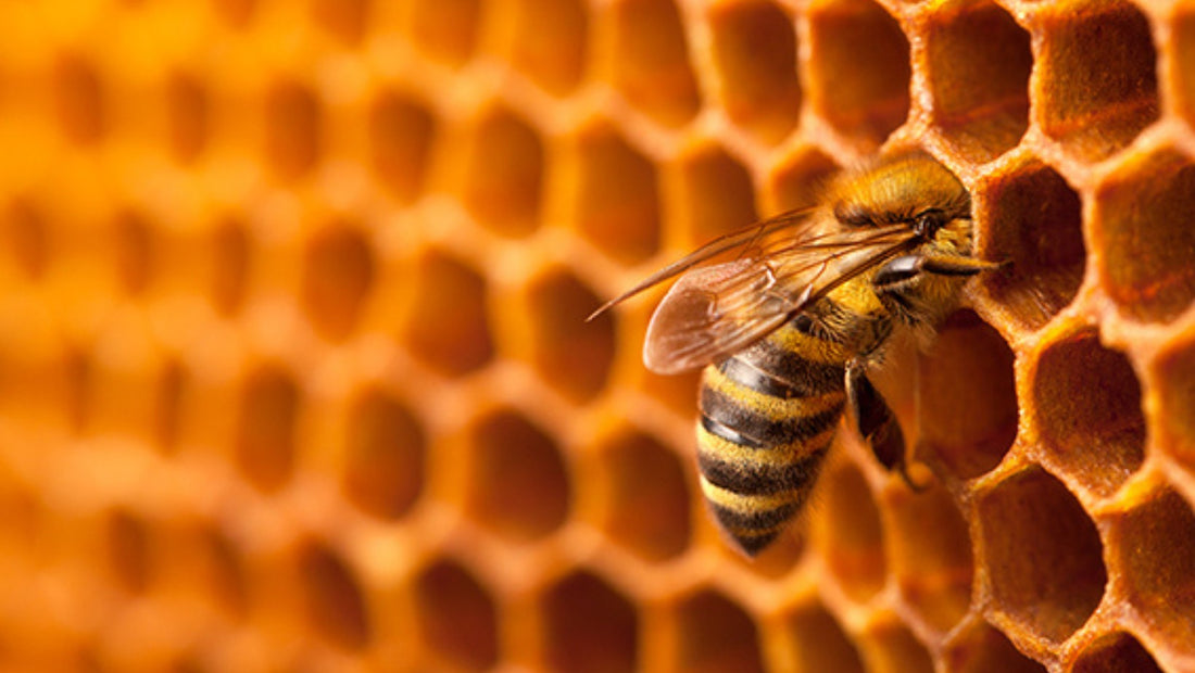 honey bee in hive, producing honey