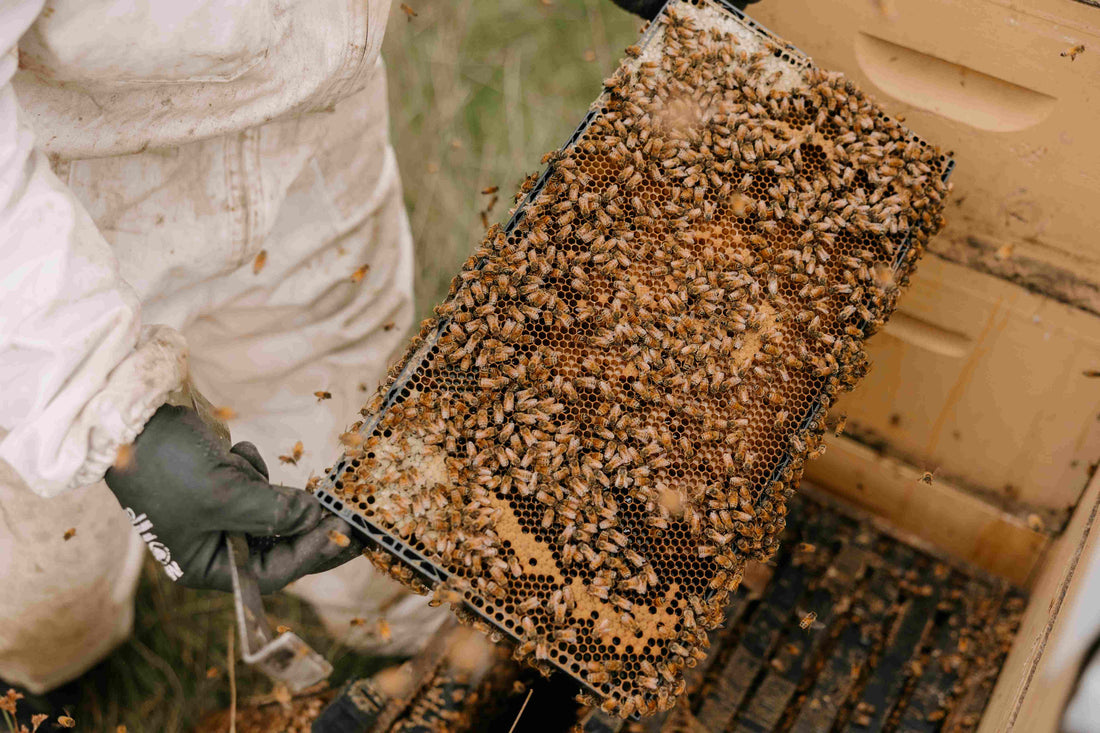 Close‑up of New Zealand beekeeper holding active honeybee frame from a manuka hive