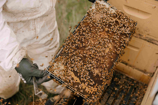 Close‑up of New Zealand beekeeper holding active honeybee frame from a manuka hive