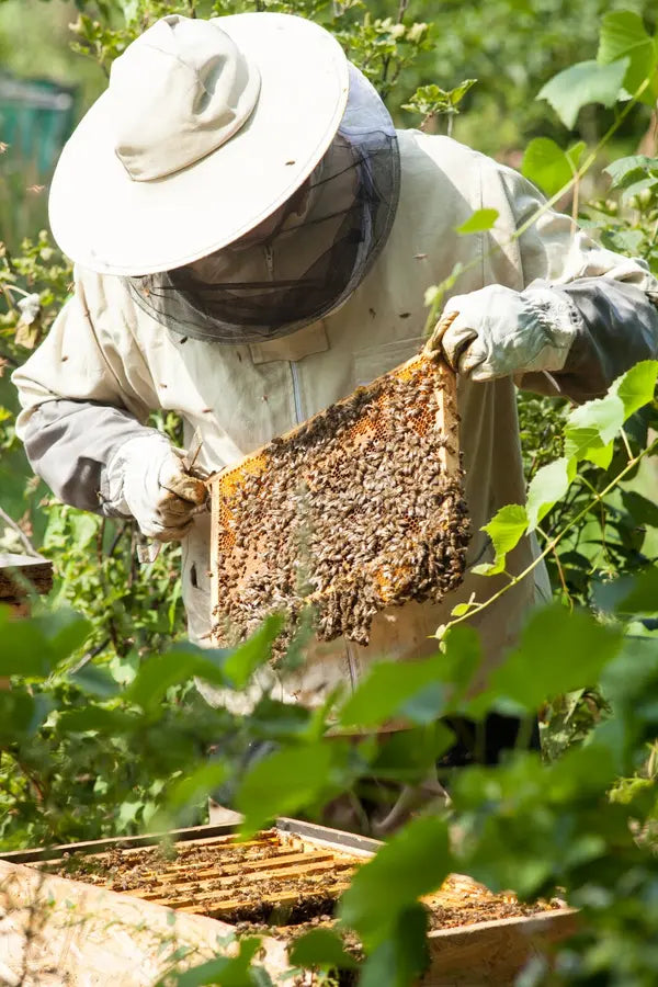 beekeeper-looks-beehive-honey-collection-bee-control-bee-breeding-bee-keeping-beekeeper-looks