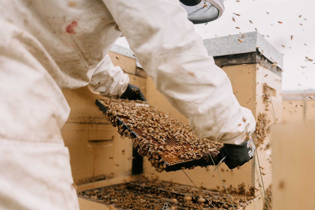 beekeeper working with manuka bee hives