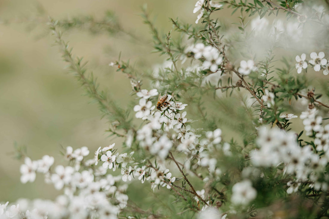 manuka honey plants in full bloom, featuring a lone honey bee